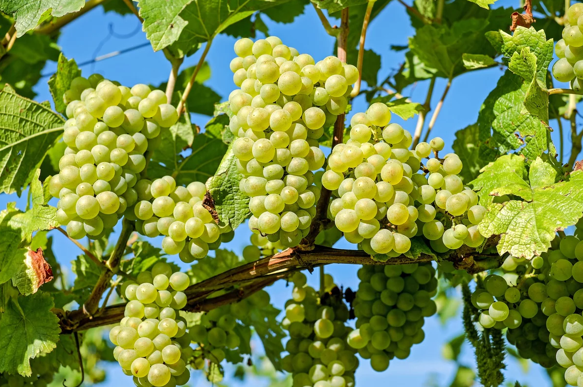 ККЗ идет на новый рекорд по переработке винограда